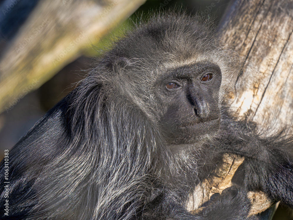 Fototapeta premium Portrait of a clouded Tanzanian Black-and-White Colobus, Colobus angolensis palliatus