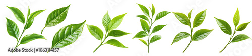 Collection of fresh green tea leaves, isolated on transparent background