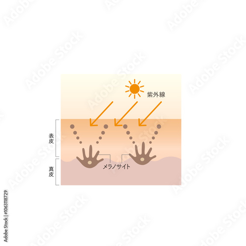 図版_肌図版_022_紫外線とシミの関係