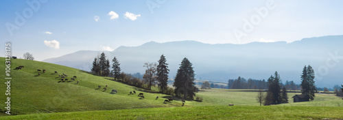 Landschafts Aufnahme bei schönem Wetter in Oberbayern, mit vielen Kühen am grünen Berghang, extra Breites Bild, Kinoformat, photo