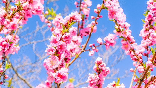 桃の花 