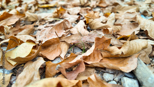 Foto Autumn leaves scattered on the ground, symbolizing the changing season and the c