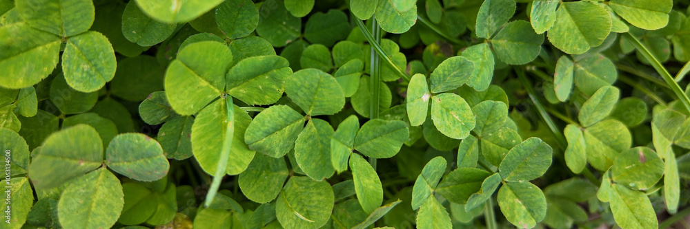A lush patch of green clover, symbolizing luck and prosperity, perfect for St Patrick's Day celebrations and nature concepts A lush patch of green clover, symbolizing luck and prosperity, perfect for St Patrick's Day celebrations and nature concepts
