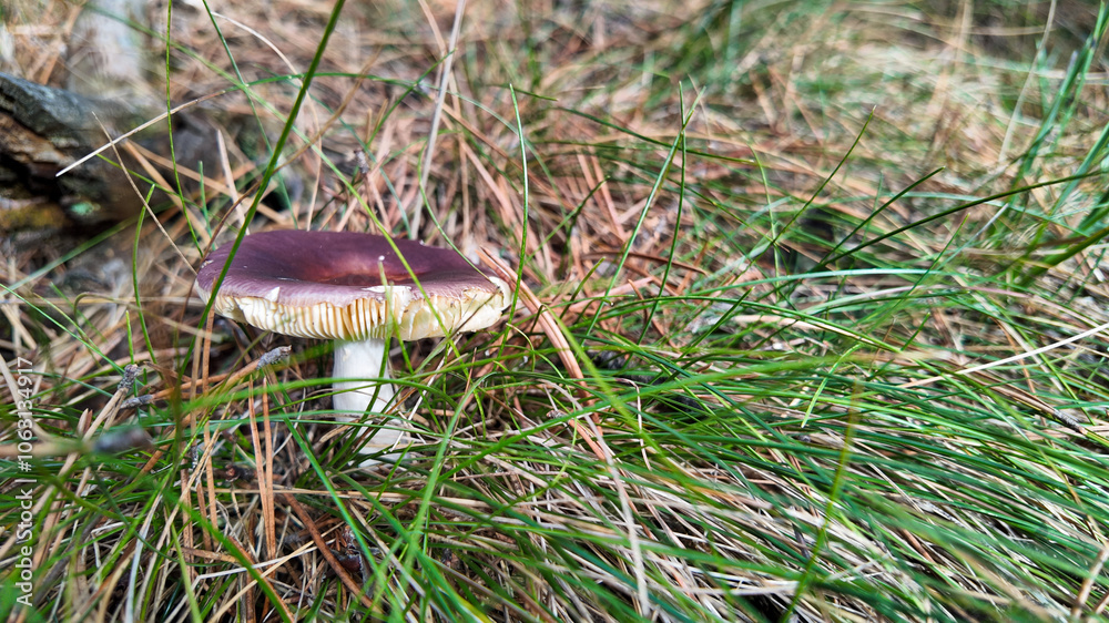 A single red-capped mushroom grows amidst lush grass, capturing the essence of autumn foraging and nature's hidden treasures A single red-capped mushroom grows amidst lush grass, capturing the essence of autumn foraging and nature's hidden treasures