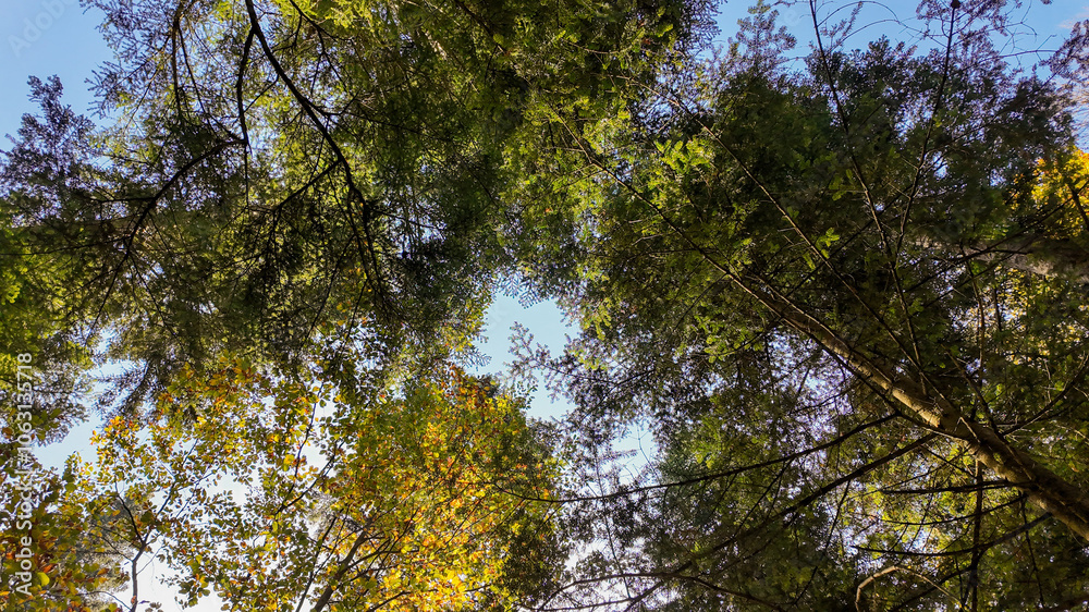 Obraz premium Sunlight filters through the canopy of tall, lush trees in a serene forest, symbolizing tranquility and environmental conservation