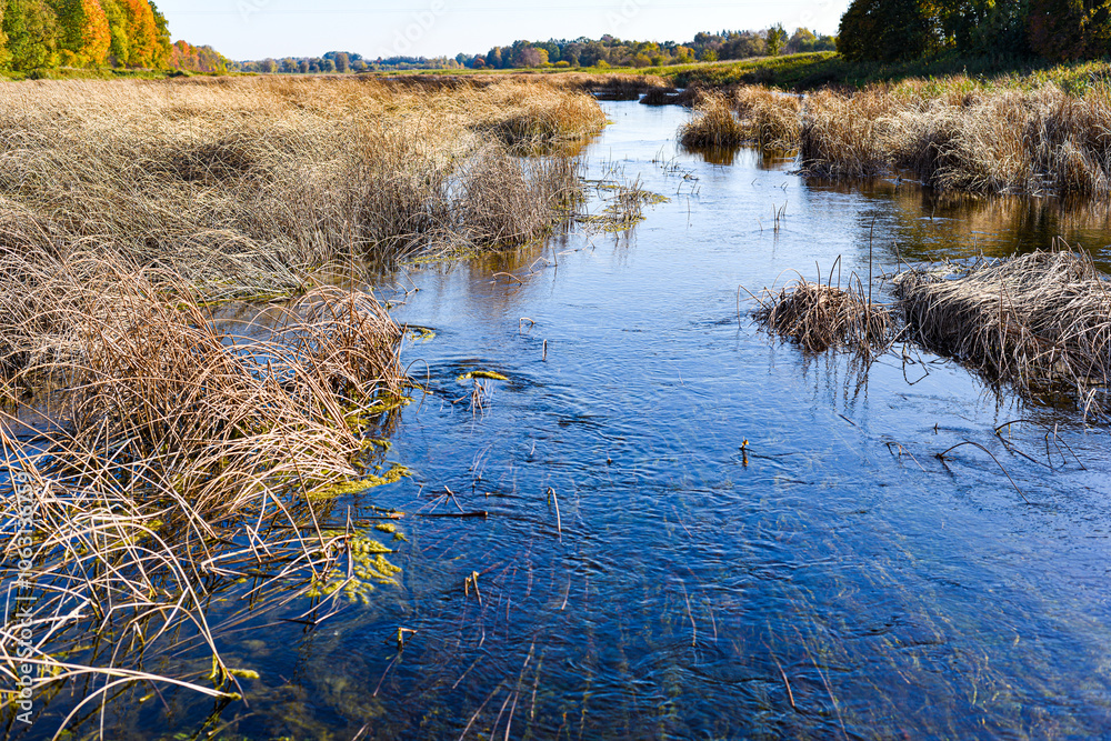 reeds in the water