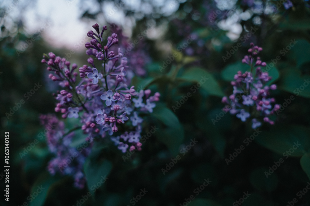 Blue lilac flowers blooming in spring. The beautifully fragrant garden plant also known as Syringa vulgaris