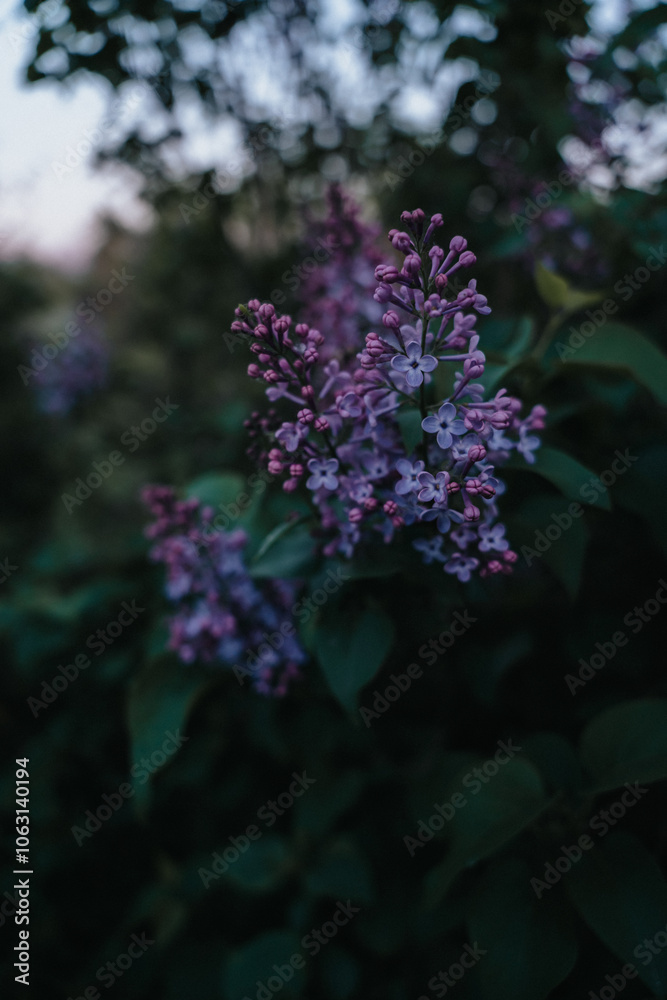 Blue lilac flowers blooming in spring. The beautifully fragrant garden plant also known as Syringa vulgaris Blue lilac flowers blooming in spring. The beautifully fragrant garden plant also known as Syringa vulgaris