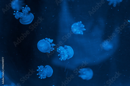 underwater photography jellyfish Phyllorhiza punctata, Australian spotted jellyfish