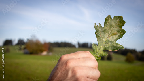 Eine Männerhand hält ein Eichenblatt vor Landschaft, Eiche, Eichenlaub, Breitbildformat photo