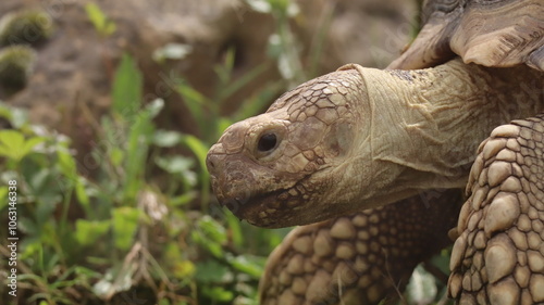 Tortoise in a Zoo