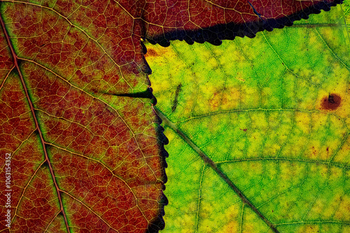 Detailed macro view of autumn leaves transitioning colors