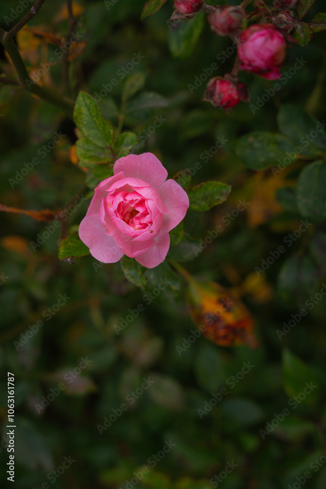pink rose in garden pink rose in garden
