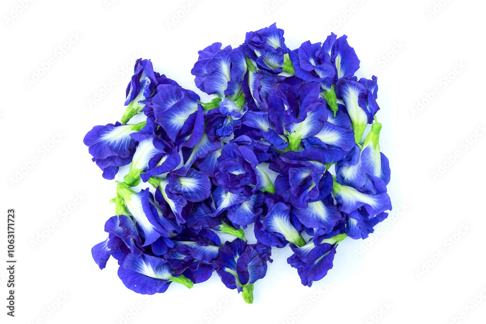 Obraz premium Group of Butterfly pea flowers or blue flowers or Clitoria ternatea or Aparajita flowers isolated on white background top view flat lay stacking