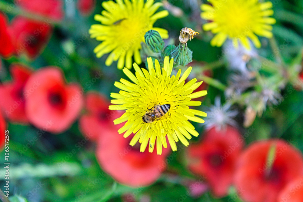 Obraz premium Bee Flower