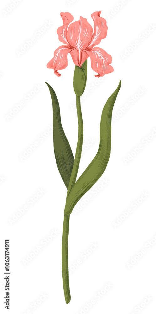 Pink iris png flower sticker, transparent background