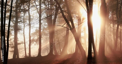 morning mist in the forest and rays of the sun