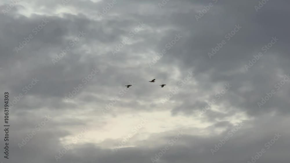 Birds are flying in the sky. Birds are flying in the sky.