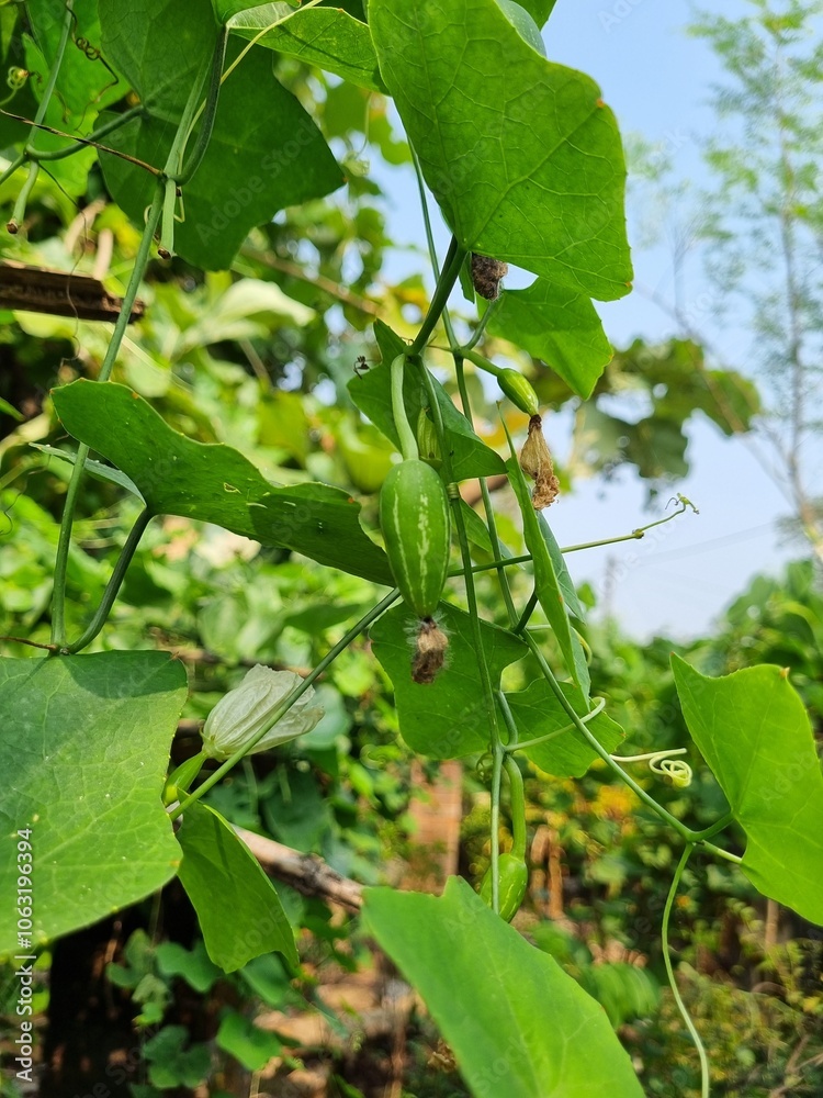 Φωτογραφία Ivy gourd vegetable fresh green hanging on garden sign of organic farming and he