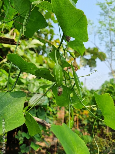 Ivy gourd vegetable fresh green hanging on garden sign of organic farming and healthy growth also known as scarlet gourd from cucurbitaceae family