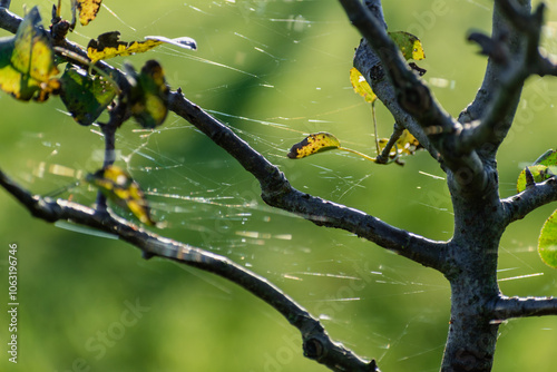 Spider web threads in trees in autumn photo