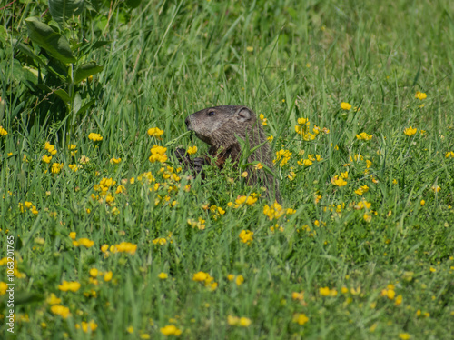groundhog eating in tall grass