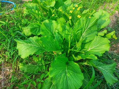 green mustard flower