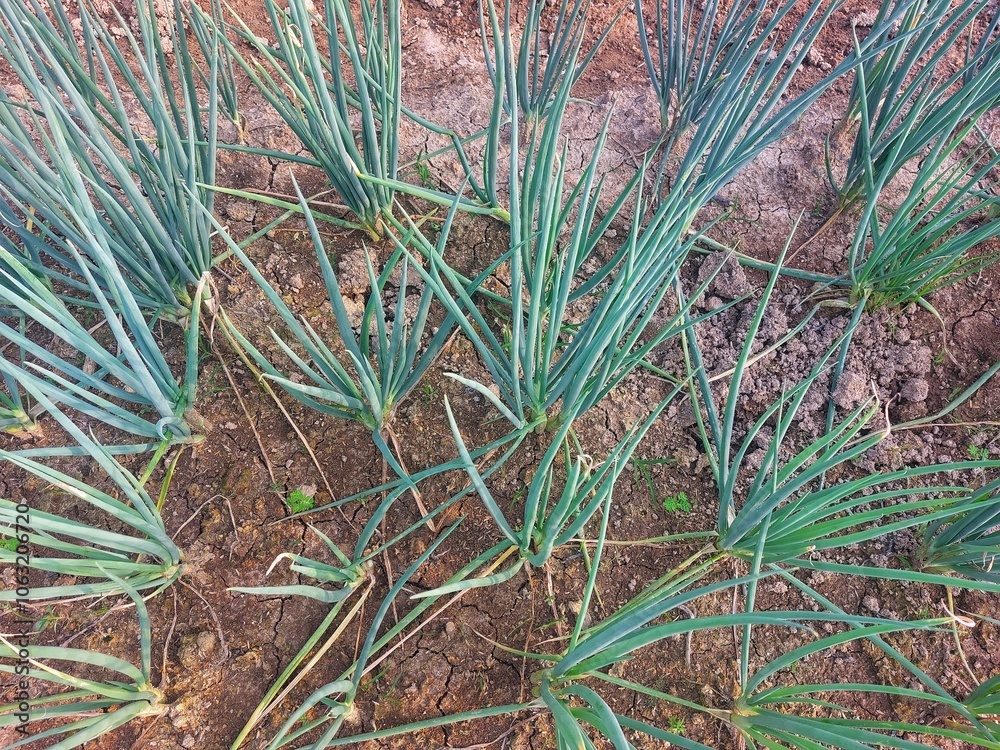 leek plant or Allium fistulosum in the garden leek plant or Allium fistulosum in the garden