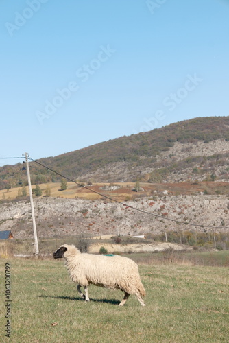 sheep in the mountains