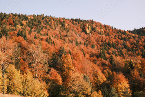 autumn landscape with trees