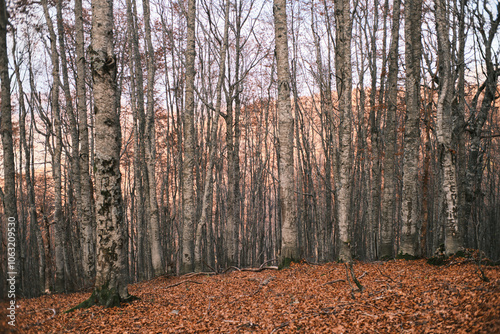 autumn in the forest
