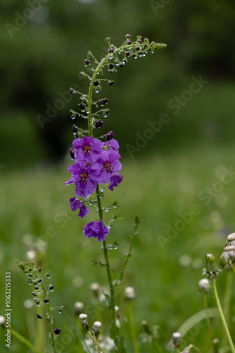 Verbascum phoeniceum, known as purple mullein, blooms in spring. Purple perennial wild flower in rainy weather photo