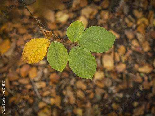 5 color leaves over brown background