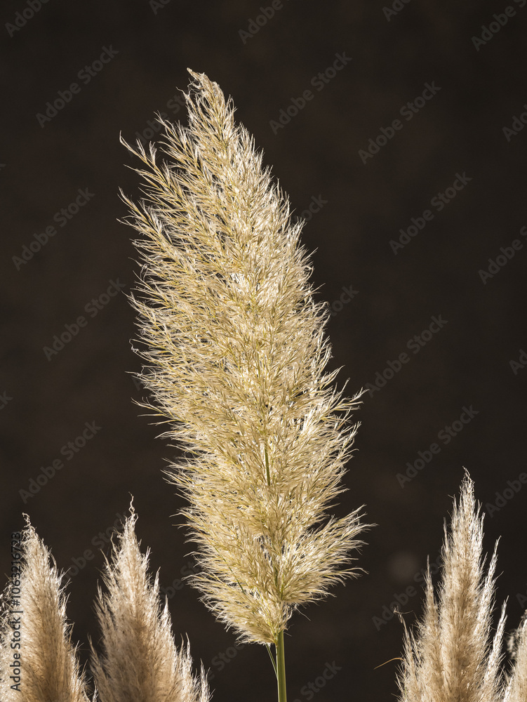 pampas grass with sun as backlight