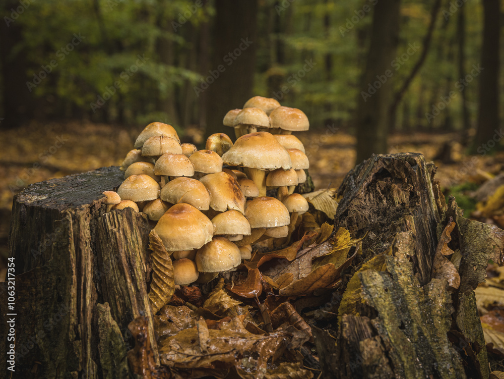 a group of mushrooms on a tree stump a group of mushrooms on a tree stump