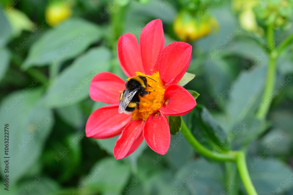 a bumblebee is sitting on the red flower close up a bumblebee is sitting on the red flower close up