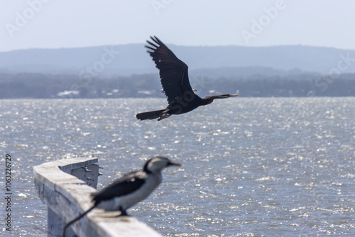 Australasian Darter taking flight and a Pied Cormorant photo