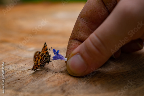 Araschnia levana standing in the sun on a log in spring. Details with an orange butterfly with black spots photo