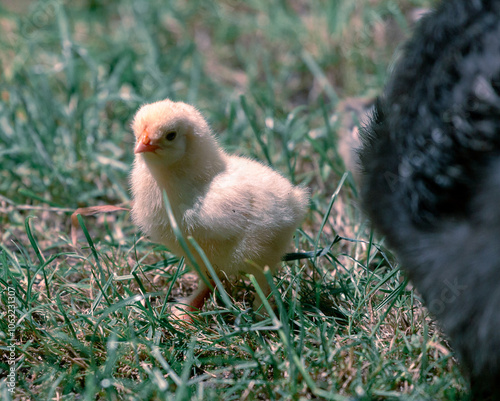 Poussin observant autour de soi