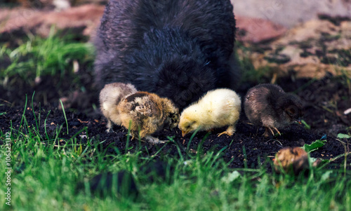 Poussin mangeant les graines auprès de la poule