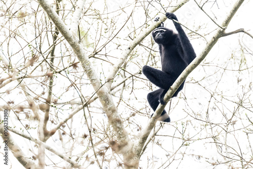 Obraz na płótnie Hoolock gibbon on a jungle of trees. India's only ape species.