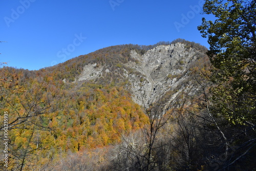 Beautiful autumn landscape, beech forest in autumn