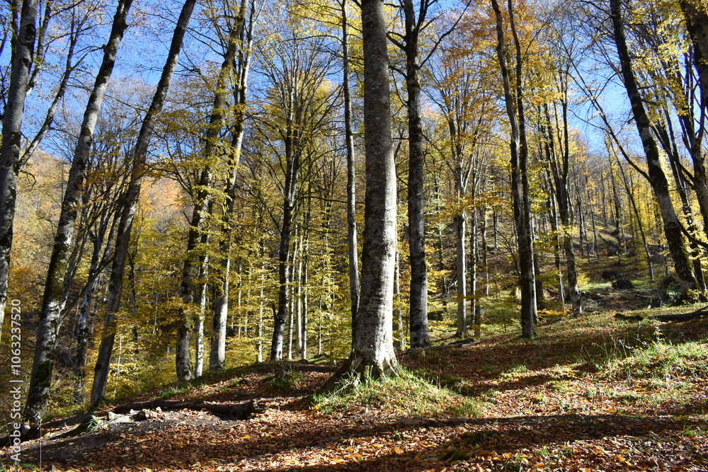 Fototapeta premium Красивый осенний пейзаж, буковый лес осенью