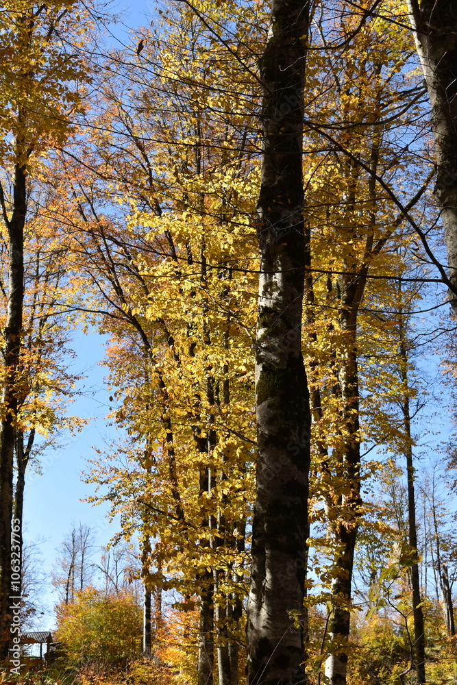 Obraz premium Красивый осенний пейзаж, буковый лес осенью