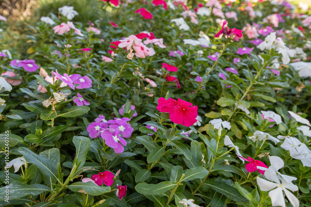 Vinca rosea flower in various colors. Fan or rosette flower.
