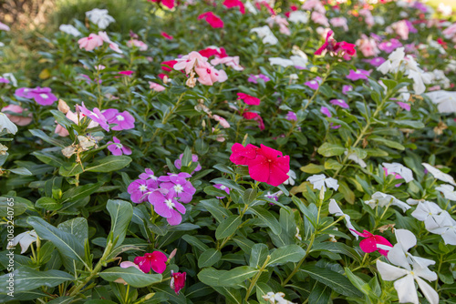 Obraz na płótnie Vinca rosea flower in various colors. Fan or rosette flower. w salonie