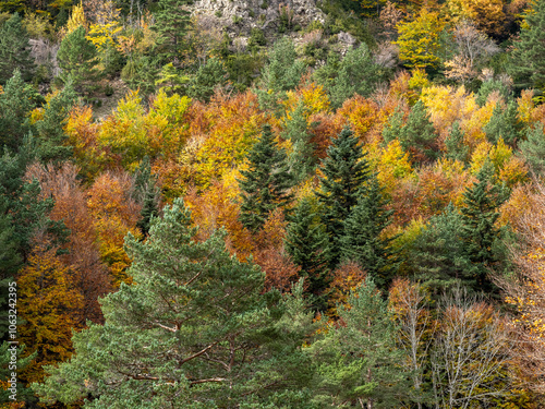 autumn in the woods