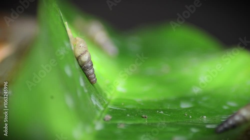 A very small snail is walking on a green leaf