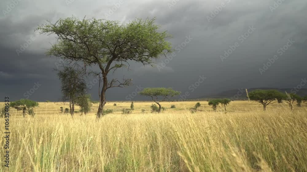 Savannah plains in the Serengeti with acacia trees and grass in the wind