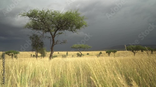 Savannah plains in the Serengeti with acacia trees and grass in the wind